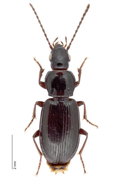 Carabes de Suisse  - Pterostichus strenuus