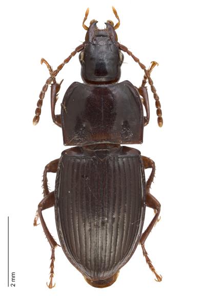   - Pterostichus unctulatus