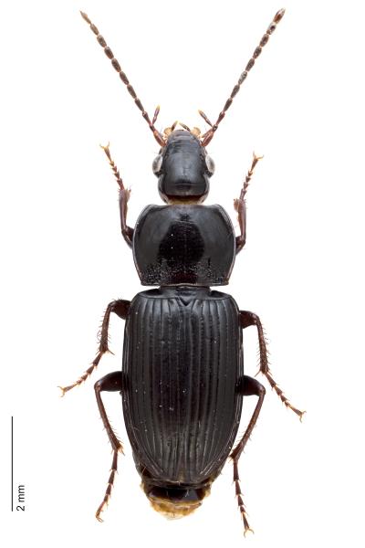   - Pterostichus vernalis