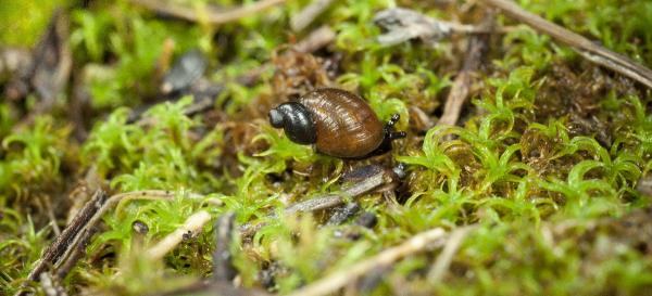 Mollusques de Suisse Ambrette des sables - Quickella   arenaria