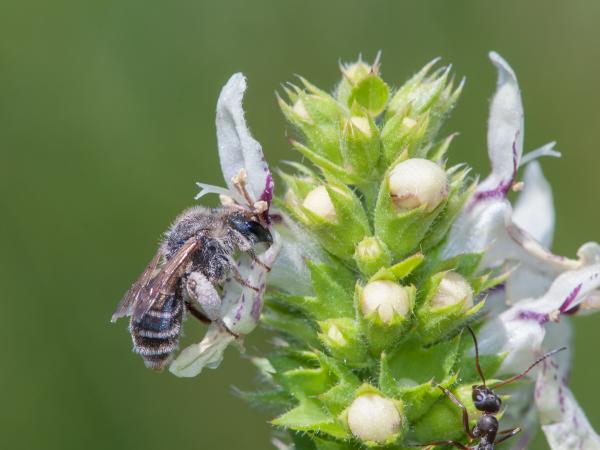 Wildbienen der Schweiz Frühe Ziest-Schlürfbiene - Rophites algirus