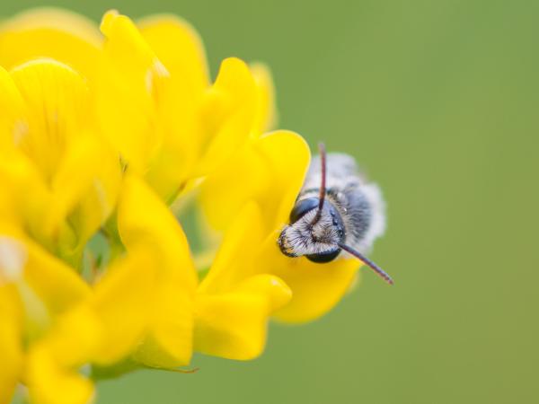 Wildbienen der Schweiz Luzerne-Graubiene - Rhophitoides canus