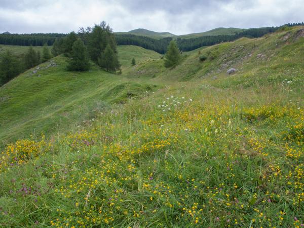 Wildbienen der Schweiz Luzerne-Graubiene - Rhophitoides canus