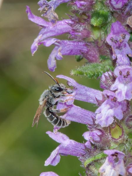 Wildbienen der Schweiz Späte Ziest-Schlürfbiene - Rophites quinquespinosus