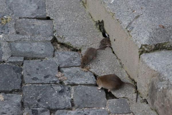 Les espèces néozones de Suisse Rat surmulot - Rattus norvegicus