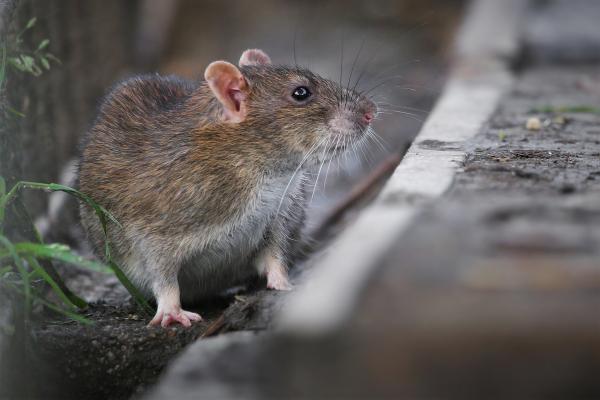 Les espèces néozones de Suisse Rat surmulot - Rattus norvegicus