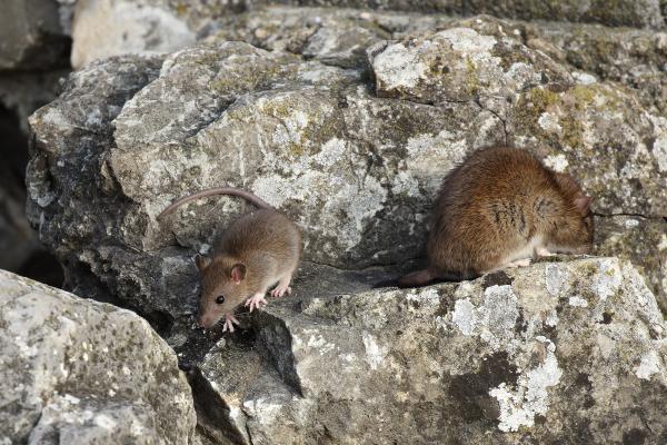 Les espèces néozones de Suisse Rat surmulot - Rattus norvegicus