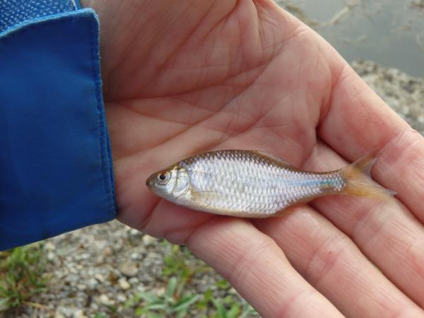 Fischen der Schweiz Bitterling  - Rhodeus amarus 