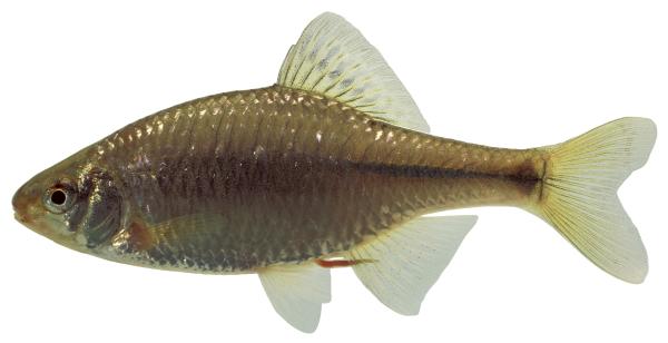 Fischen der Schweiz Bitterling  - Rhodeus amarus 