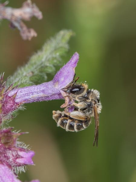 Wildbienen der Schweiz Späte Ziest-Schlürfbiene - Rophites quinquespinosus