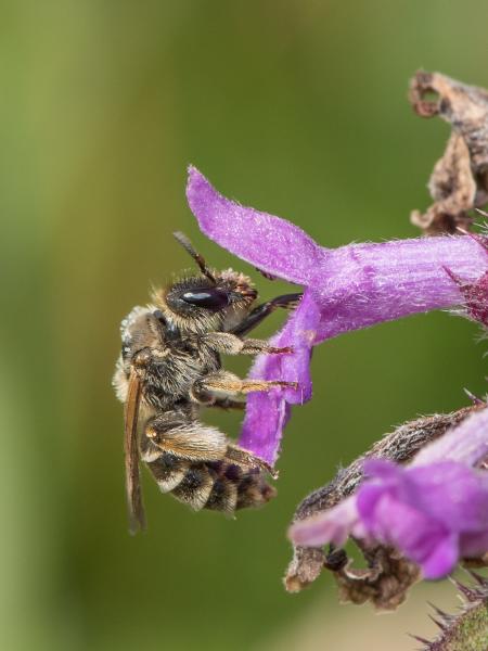 Wildbienen der Schweiz Späte Ziest-Schlürfbiene - Rophites quinquespinosus