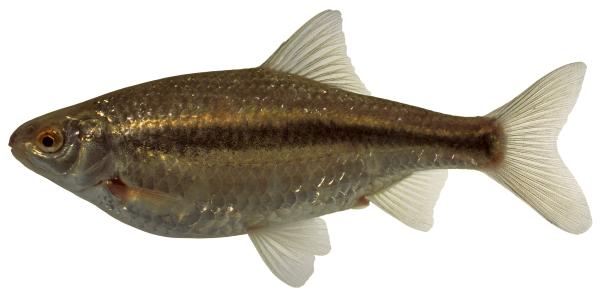 Poissons de Suisse Triotto - Rutilus aula 