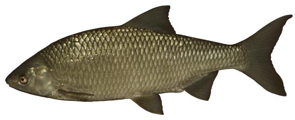 Poissons de Suisse Pigo - Rutilus pigus 