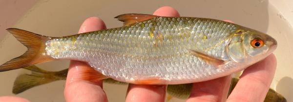 Poissons de Suisse Gardon  - Rutilus rutilus 