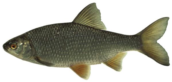 Poissons de Suisse Gardon  - Rutilus rutilus 