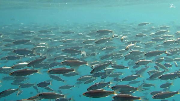 Poissons de Suisse Gardon  - Rutilus rutilus 