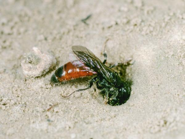 Les abeilles sauvages de Suisse Sphécode grosse-tête - Sphecodes monilicornis
