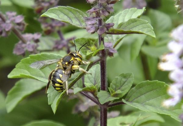 Wildbienen der Schweiz  - Anthidium florentinum