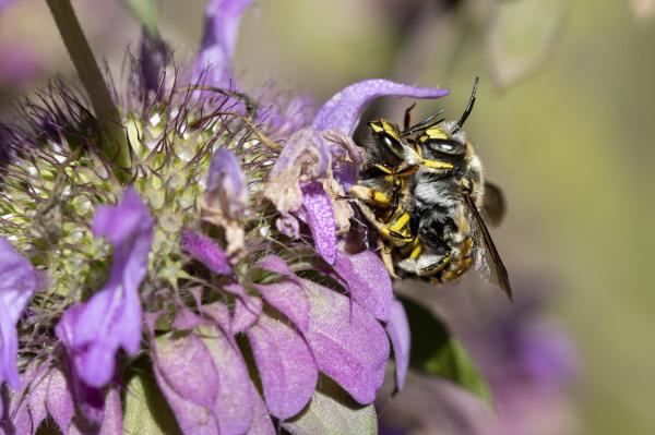Wildbienen der Schweiz  - Anthidium manicatum