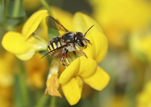 Wildbienen der Schweiz  - Anthidium manicatum