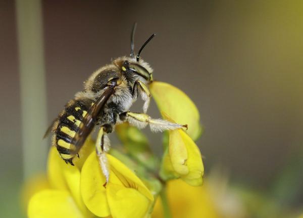 Wildbienen der Schweiz  - Anthidium manicatum