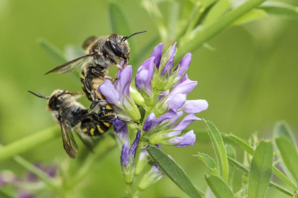 Wildbienen der Schweiz  - Anthidium septemspinosum