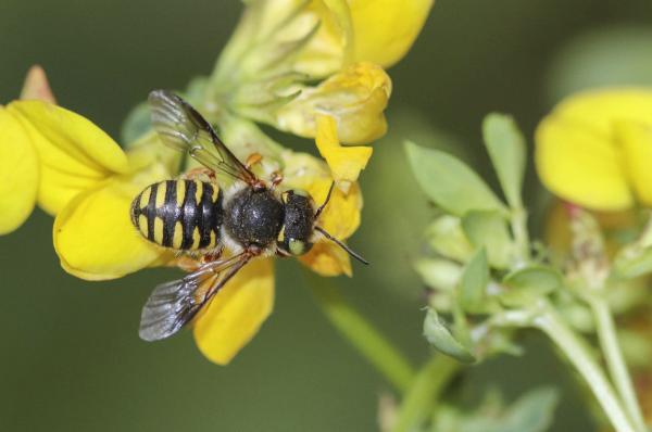 Wildbienen der Schweiz  - Anthidium oblongatum