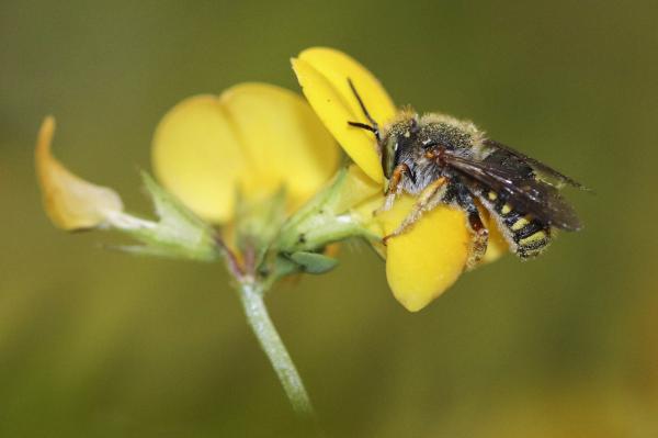 Wildbienen der Schweiz  - Anthidium oblongatum