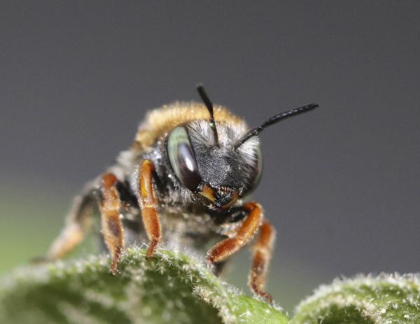Wildbienen der Schweiz  - Anthidium punctatum
