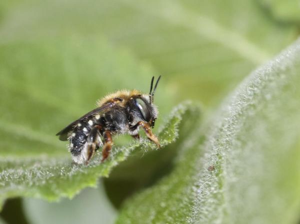 Wildbienen der Schweiz  - Anthidium punctatum