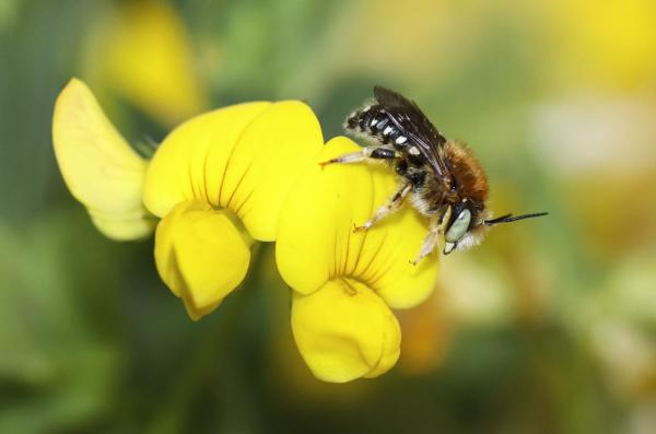 Wildbienen der Schweiz  - Anthidium punctatum