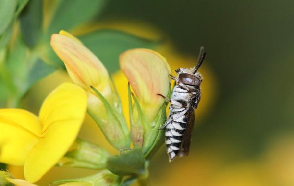 Wildbienen der Schweiz  - Coelioxys afer