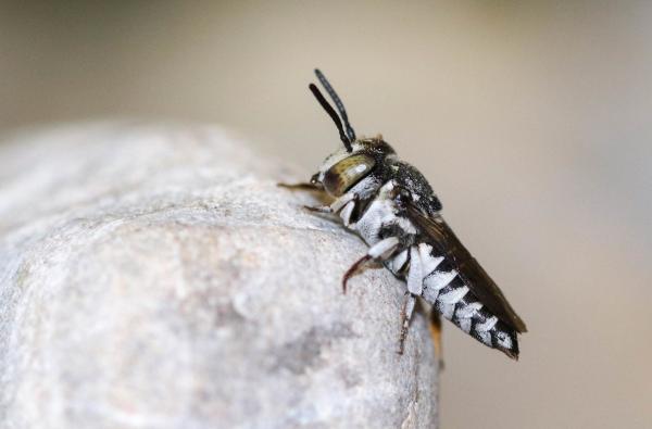 Wildbienen der Schweiz  - Coelioxys afer