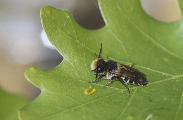 Wildbienen der Schweiz  - Coelioxys elongatus