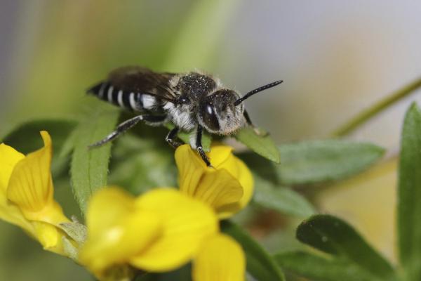Wildbienen der Schweiz  - Coelioxys elongatus