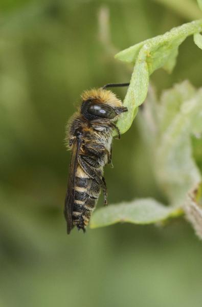 Wildbienen der Schweiz  - Coelioxys elongatus