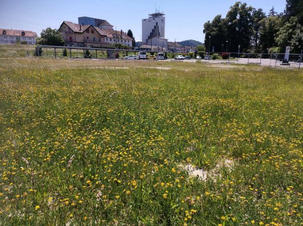 Wildbienen der Schweiz  - Coelioxys afer