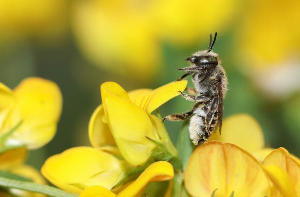 Wildbienen der Schweiz  - Megachile argentata