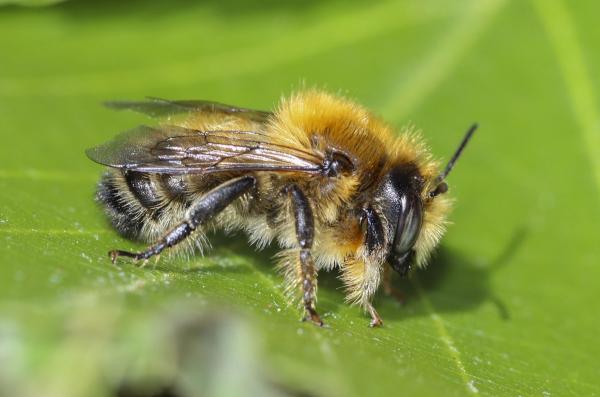 Wildbienen der Schweiz  - Megachile circumcincta