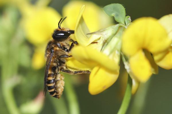Wildbienen der Schweiz  - Megachile ericetorum
