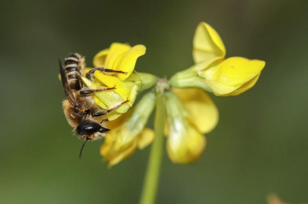 Wildbienen der Schweiz  - Megachile ericetorum