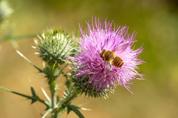 Wildbienen der Schweiz  - Megachile lagopoda