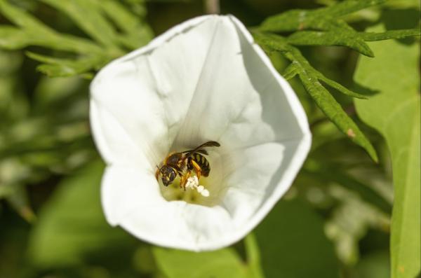 Wildbienen der Schweiz  - Rhodanthidium septemdentatum