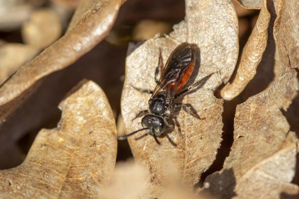 Les abeilles sauvages de Suisse Sphécode gibbeux - Sphecodes gibbus