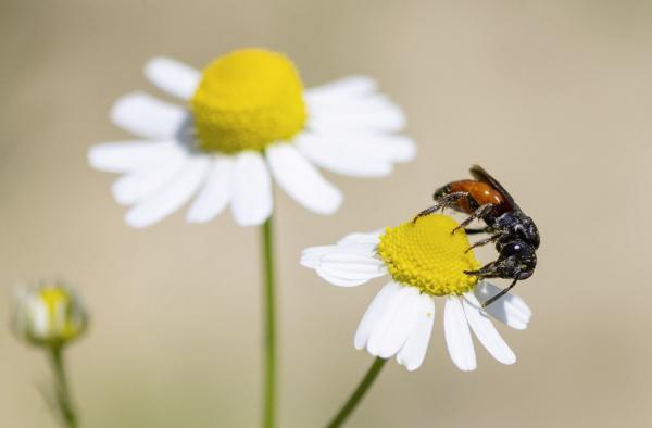 Les abeilles sauvages de Suisse Sphécode réticulé - Sphecodes reticulatus