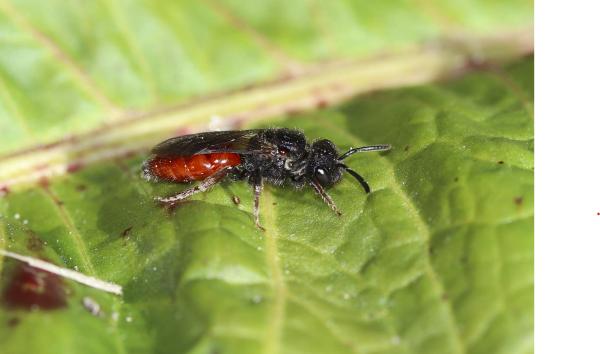 Les abeilles sauvages de Suisse Sphécode rouge-noir - Sphecodes ruficrus