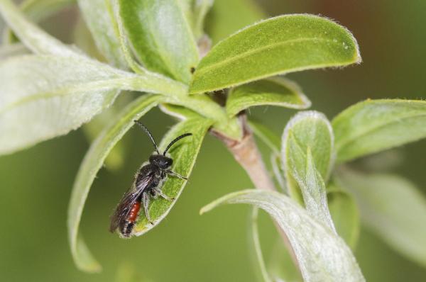 Les abeilles sauvages de Suisse Sphécode rouge-noir - Sphecodes ruficrus