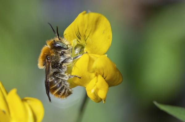 Wildbienen der Schweiz  - Trachusa byssina