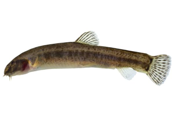 Poissons de Suisse Cobite mascherato  - Sabanejewia larvata 