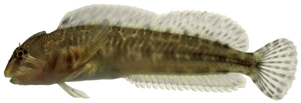Poissons de Suisse Blennie fluviatile ou cagnetta  - Salaria fluviatilis 